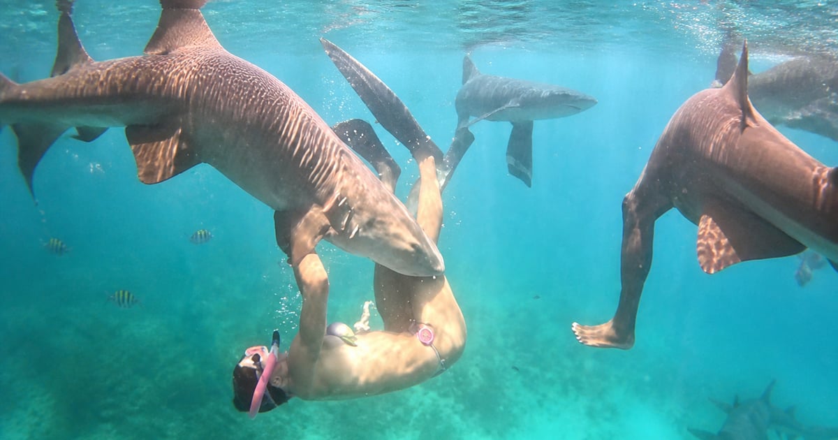 ターコイズブルーの海でサメに近づくダイバー、緊張感が漂う瞬間