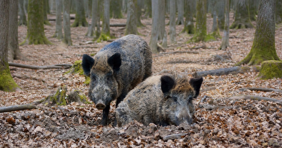 Wild boar crossing a dense forest at sunrise, mysterious vibe