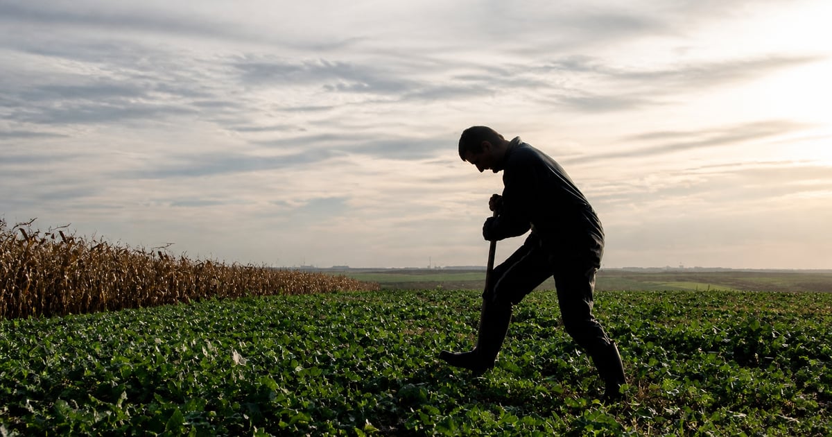 Champ cultivé au lever du soleil, alternance de cultures et nature en harmonie