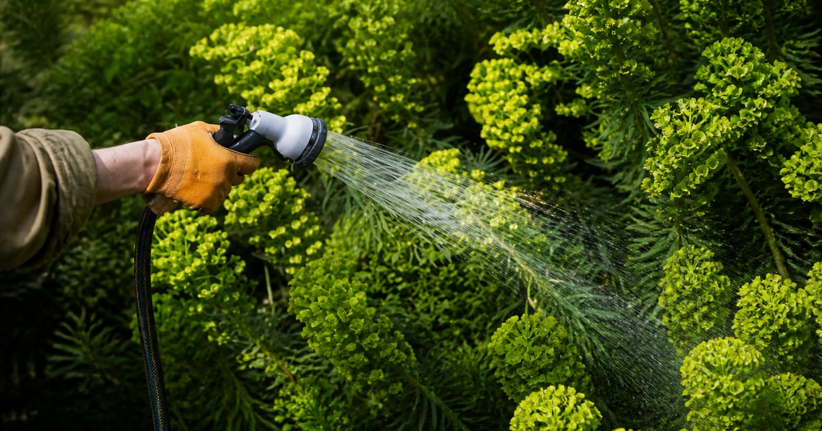 Jardin anglais sous un ciel couvert, pelouse jaunie et arrosoir abandonné