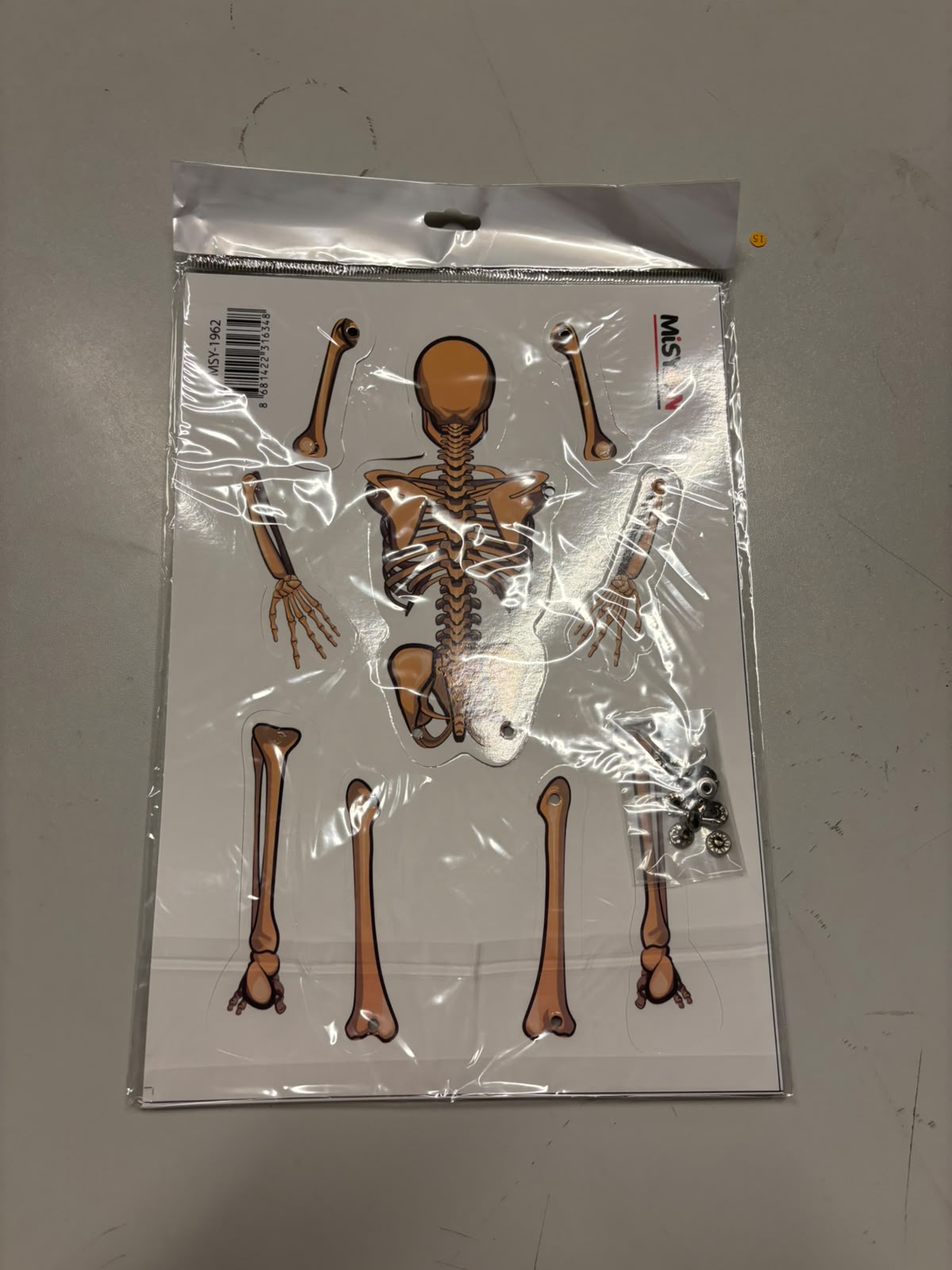 Karton İskelet Model Yapımı A4