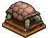 Tortuga Beige