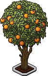 Naranjo