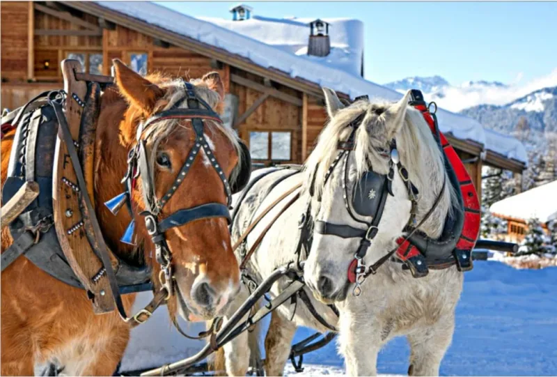 Cheval de trait
