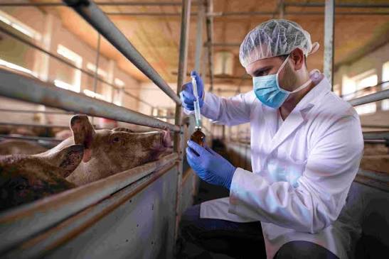 La prevención de las zoonosis fortalece la salud de las personas y sus mascotas