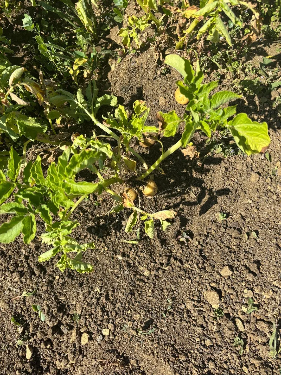 POTA-TOES, image 2