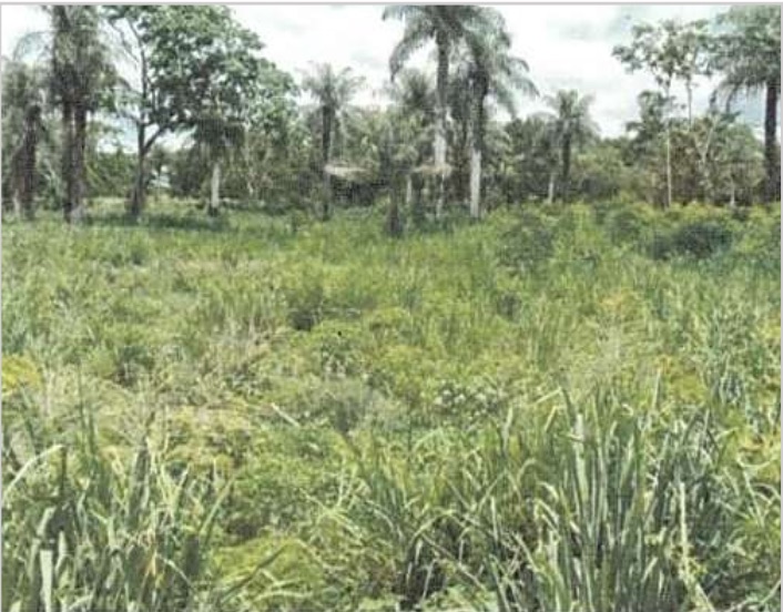 Terreno en Guavaberry