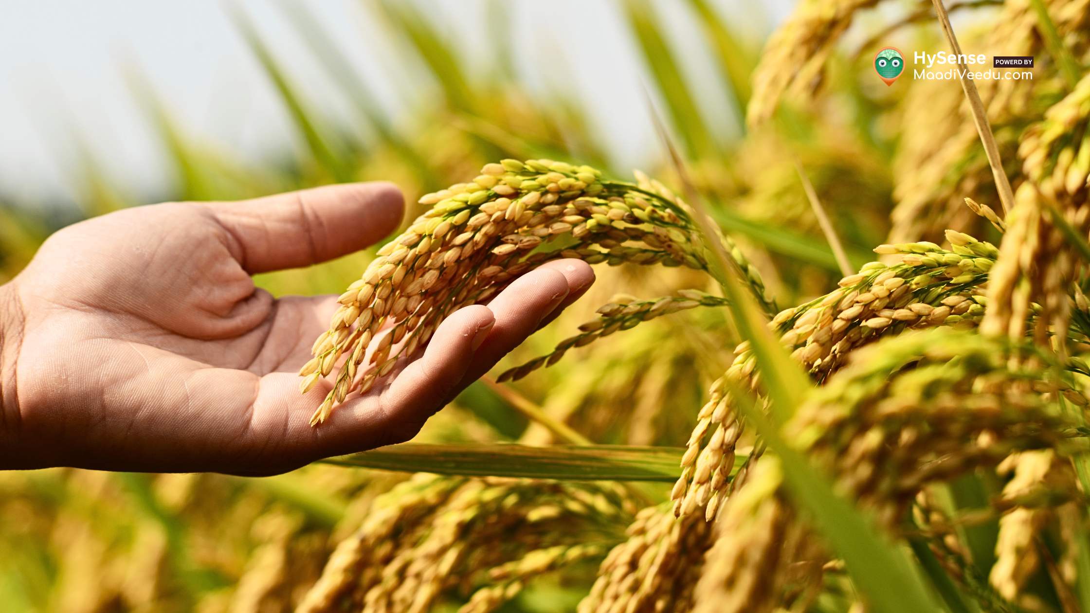 Which Crops Give the Best ROI in India? – Top High-Profit Crops to Grow & Earn Big