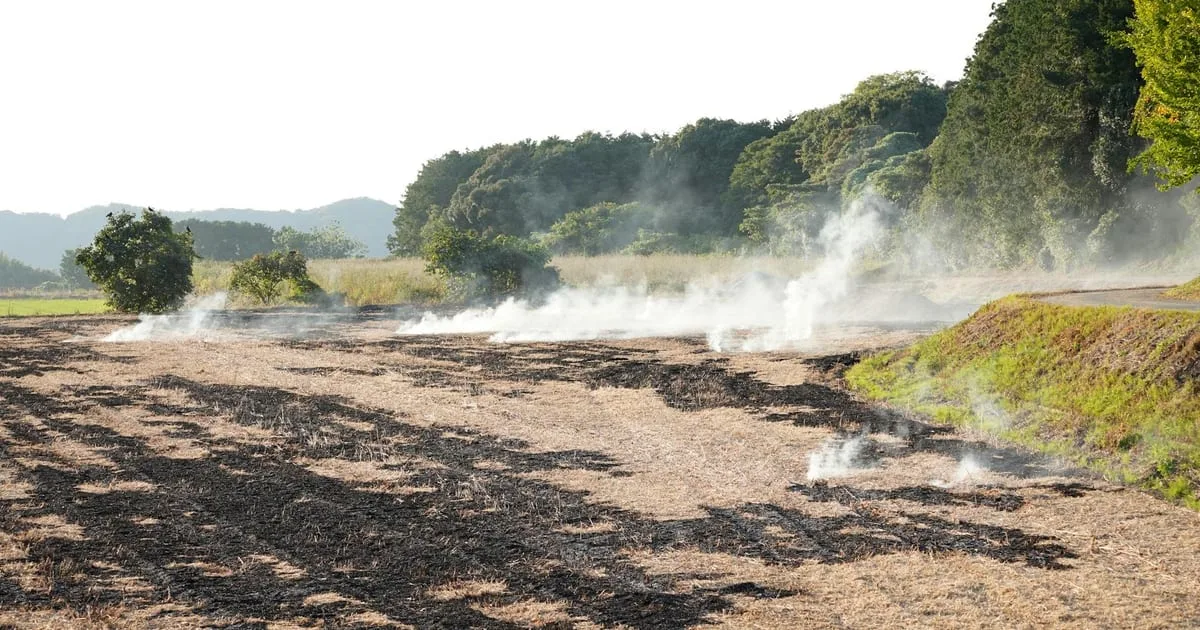 Labour's 'eco-friendly' rewilding plans could turn countryside into giant tinderbox with wildfires terrorising Britain, experts warn