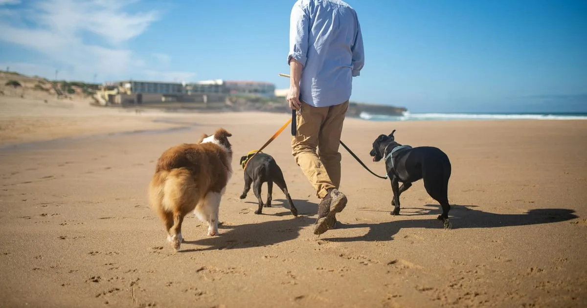 The dangerous 'middle-class' hobby tourists are doing which French locals claim is 'gentrifying' beaches and causing accidents