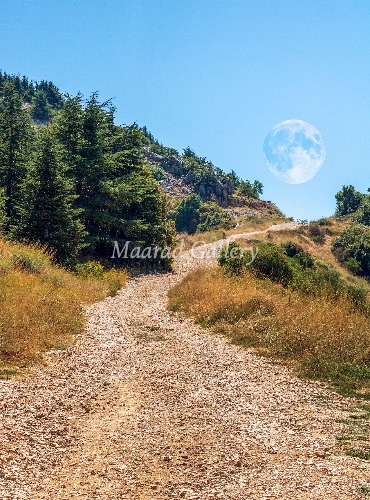 Under a Daylight Moon
