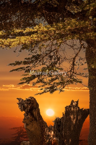 Sunrise Through the Branches