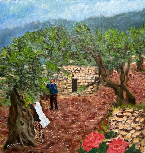Olive field
