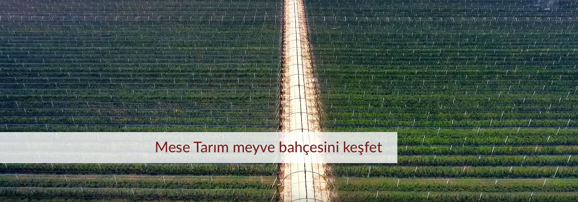 Mese Tarım İşletmeleri A.Ş. galeri fotoğrafı 1