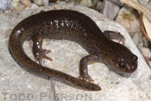 한국의 양서류 맞히기