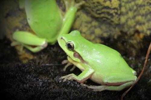 생물분류기사(동물)-양서강&파충강