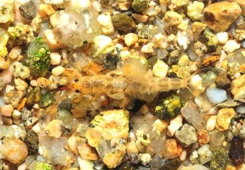 생물분류기사(동물)-곤충강(저서수생)