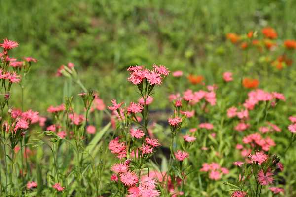 한국의 멸종위기 식물