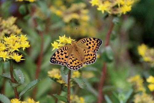 생물분류기사(동물)-곤충강
