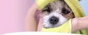 Shear Magic Pet Salon image 2