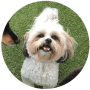 Paws University logo