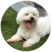 Paws University image 2