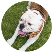 Paws University image 3