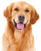 Sit Means Sit Dog Training Hawaii logo