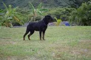 Von Lotus Haus Dogs image 2