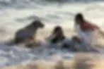 Hawaii FiDo Service Dogs image 3