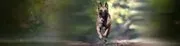 Delta Force K9 image 3