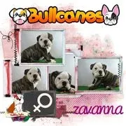 Bullcanes image 3