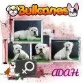 Bullcanes image 4