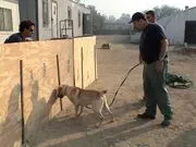 Detection Dogs logo