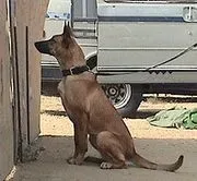 Detection Dogs image 3