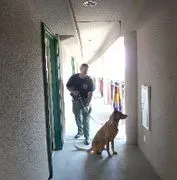 Detection Dogs image 4
