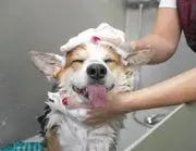 The Barkers Pet Center image 2