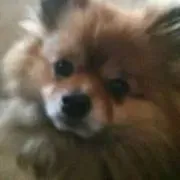 Ruffgers Dog University image 2