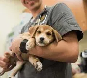 Humane Society Naples logo