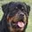 Guardian Rottweilers image 4