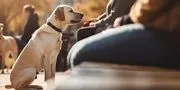 Champion Dog Training logo