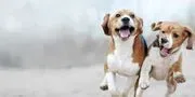 Altas Palmas Animal Clinic image 2