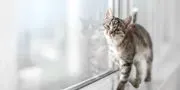 Altas Palmas Animal Clinic image 3