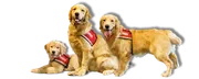Golden PAWS Assistance Dogs logo