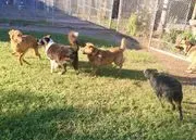 Paws and Claws Pet Resort image 3