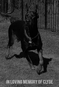 Master K9 Dog Training image 4