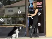 Dynamite Dog Training logo