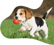 Paws In Paradise image 3
