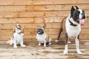 Celebrity Dog Training image 4