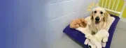 Posh Pet Hotel image 3